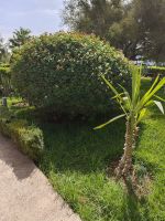 Arganöl-Kooperative Essaouria