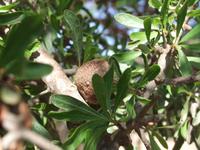 Argan-Nuss