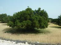Arganbaum