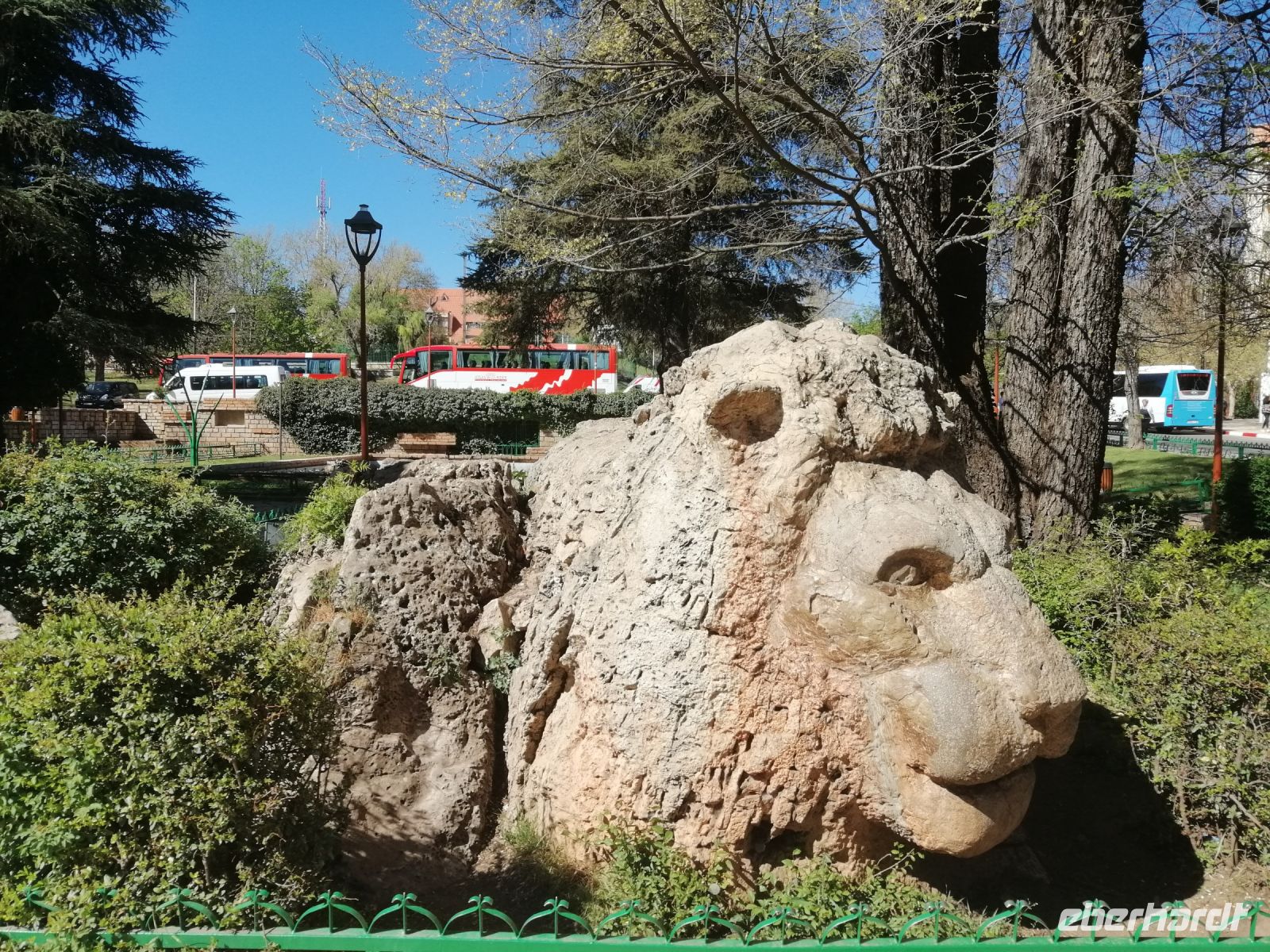 Atla-Löwe im Park von Ifrane - die kleine Schweiz von Marokko