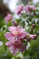 Blüte im Regen