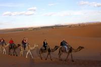 Dromedar-Karawane in der Sahara