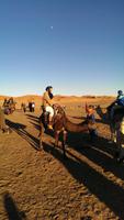 Dromedarritt bei Merzouga