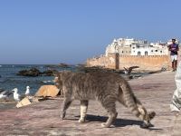 Essaouira 
