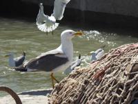 Essaouira