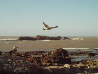 Essaouira