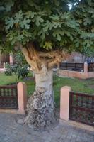 Feigenbaum
