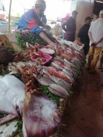 Fischverkauf auf dem Markt der Medina, Essaouira