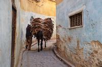 Fleissige Tiere
