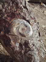 Fossilien