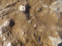 Fossilienwerkstatt