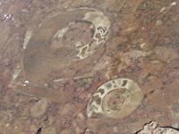 Fossilienwerkstatt