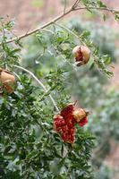 Granatapfelbaum