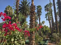 Jardin Majorell in Marrakesch