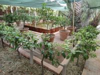 Jardin Majorelle Marrakesch