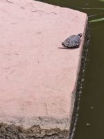 Jardin Majorelle Marrakesch