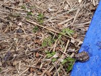 Jardin Majorelle Marrakesch