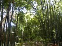 Jardin Majorelle