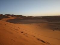 Jeeptour und Dromedareiten in der Wüste