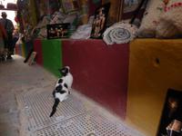 Katze