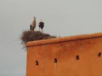 Marrakesch
