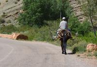 Maultiertransport