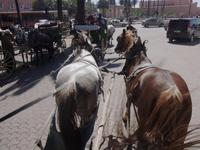 Mit der Kutsche durch Marrakesch