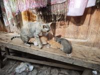 Spaziergang durch die Medina von Fes