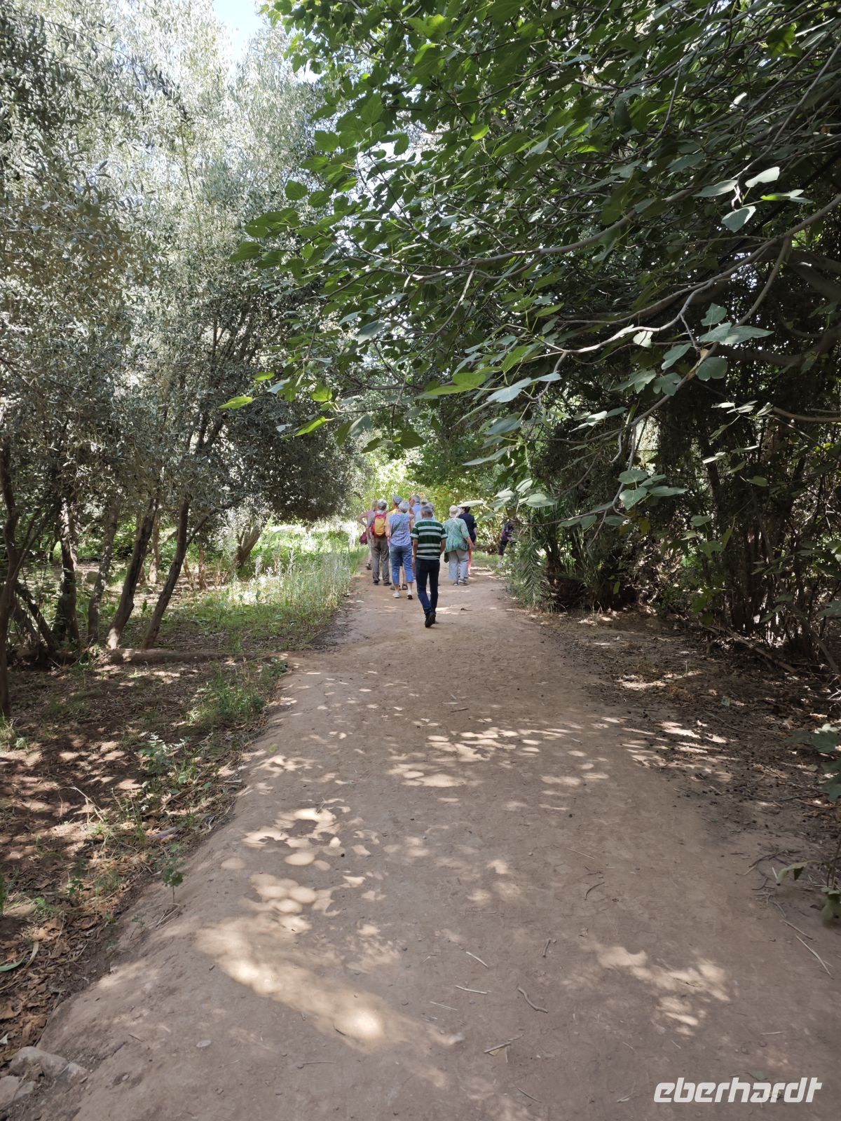 Spaziergang in einer Palmerie in Tinghir