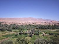 Spaziergang in einer Palmerie in Tinghir