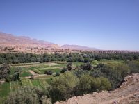 Spaziergang in einer Palmerie in Tinghir