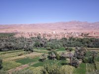 Spaziergang in einer Palmerie in Tinghir