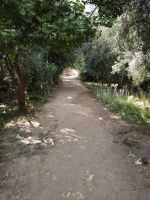 Spaziergang in einer Palmerie in Tinghir