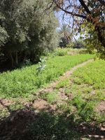 Spaziergang in einer Palmerie in Tinghir