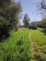 Spaziergang in einer Palmerie in Tinghir