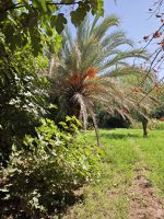 Spaziergang in einer Palmerie in Tinghir