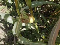 Spaziergang in einer Palmerie in Tinghir