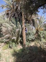 Spaziergang in einer Palmerie in Tinghir