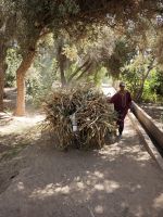 Spaziergang in einer Palmerie in Tinghir