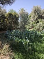 Spaziergang in einer Palmerie in Tinghir