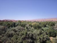 Spaziergang in einer Palmerie in Tinghir