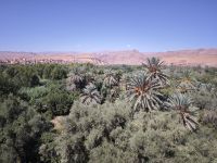 Spaziergang in einer Palmerie in Tinghir