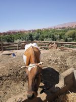 Spaziergang in einer Palmerie in Tinghir