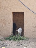 Spaziergang in einer Palmerie in Tinghir