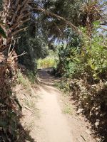 Spaziergang in einer Palmerie in Tinghir