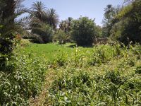 Spaziergang in einer Palmerie in Tinghir