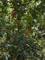 Spaziergang in einer Palmerie in Tinghir