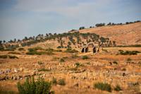 Volubilis7