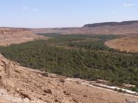 Ziz Tal