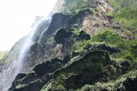 104 Tannenbaum in der Sumidero-Schlucht